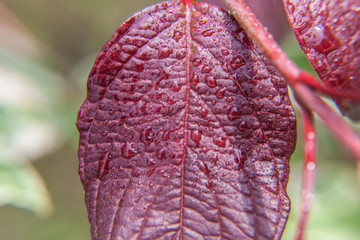 Drops of rain water on green grape leaves in vineyard. Inspirational natural floral spring or summer farming garden background. Viticulture wine industry