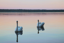 Beautiful Swans Swim On The Lake During Sunset, Free Space.