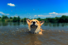 Cute Red Puppy Corgi Dogs With Large Ears Swim In A Pond Ridiculously Brushing Off Splashes And Drops From The Muzzle In The Village On A Sunny Summer Day