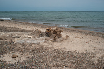 Driftwood on the shore