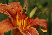 Orange Lily In The Garden