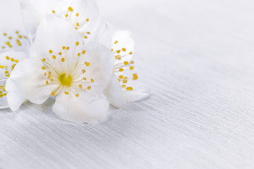 Wall Mural - flowers of philadelphus somewhere called jasmine or mock orange on a white wooden table