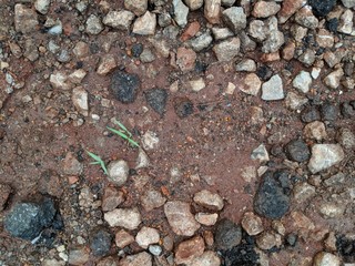 Rocks and stones in brown dirt.