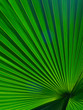 © alexkazachok - The texture of the green leaf of the palm tree to light