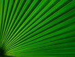 © alexkazachok - The texture of the green leaf of the palm tree to light