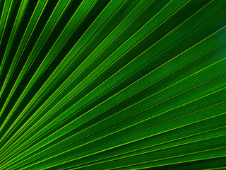 The texture of the green leaf of the palm tree to light