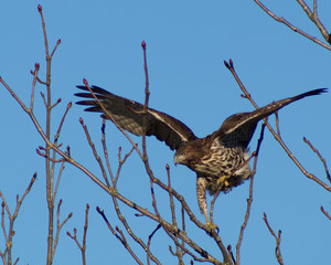 red-tailed hawk, buteo jamaicensis, perched on the top of a tree with wings spread, against a deep b