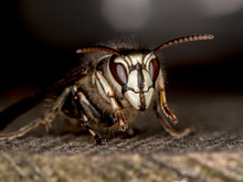 Bald Faced Hornet, Dolichovespula Maculata, Portrait, On Wood 