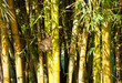 Fundo verde com bambus