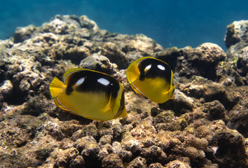 Wall Mural - twin tropical fish