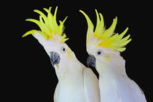 Greater Sulphur-crested Cockatoo Isolated