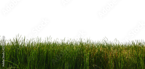 Fotografía Large tall grass on a white background