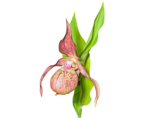 Sticker - Wild orchid (Cypripedium macranthon) 14