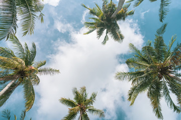 copy space of tropical palm tree with sun light on sky background.
