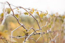 Selective Focus Of Creeper On Barbed Wire With Warm Light