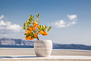 orange tree in a pot in Santorini, Cyclades islands Greece - amazing travel destination