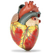 Plastic model of human heart isolated