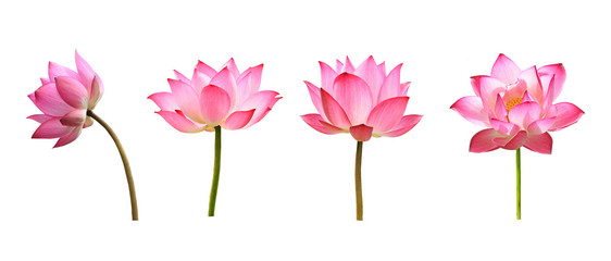 Wall Mural - lotus flower on white background