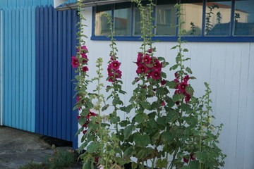 Wall Mural - red hollyhocks in front of a colorful beach cabin