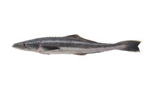 Cobia Fish Or Black Kingfish Isolated On White Background, Rachycentron Canadum