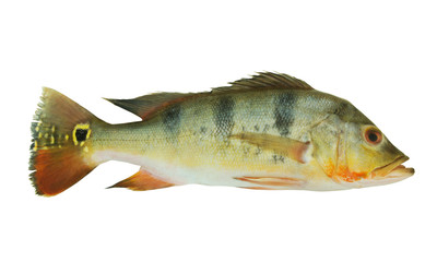 Wall Mural - Peacock bass fish isolated on white background