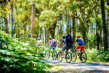 Groupes De Cyclistes Dans La Forêt Des Landes