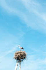 white stork family nest with little babies