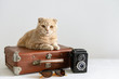 Summer holidays, vacation and travel concept. Cat on the vintage suitcase or luggage bag with sun glasses and camera on white background, copy space.