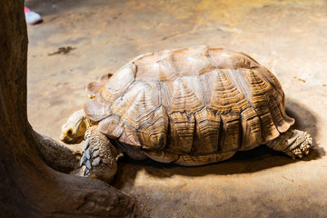 Wall Mural - turtle in a Small Zoo under the KL-tower in Kuala Lumpur