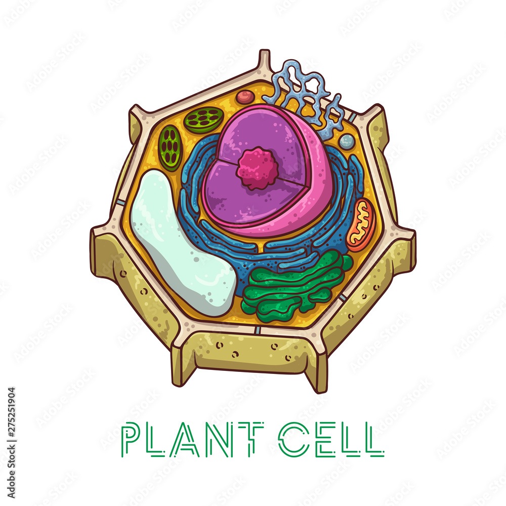 Vector sketching illustrations. Schematic structure of plant cell ...