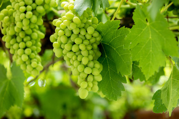 Green grapes in the plant