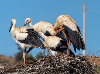 White Storks nesting on Pylons