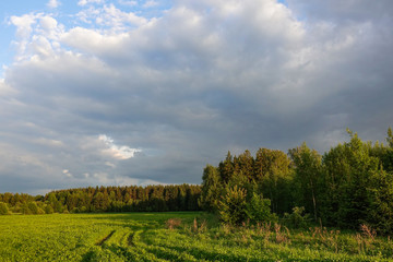 Landscape. Forest on the horizon. Green field. Russia