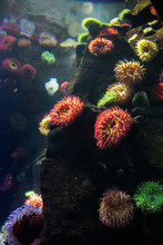 Coral And Sea Anemones At The Ripley's Aquarium In Toronto Ontario Canada