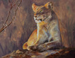 Original oil painting, Lioness surveying her domain.