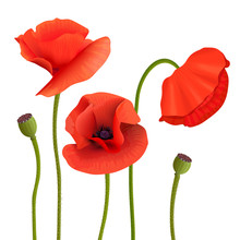 Bright Red Poppies. Flowers, Pods, Stems. Wallpaper Picture. Remembrance Day. For Aromatherapy,