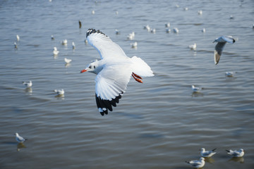 Seagulls are flying in the sky in the sea and looking for food,flying action bird.