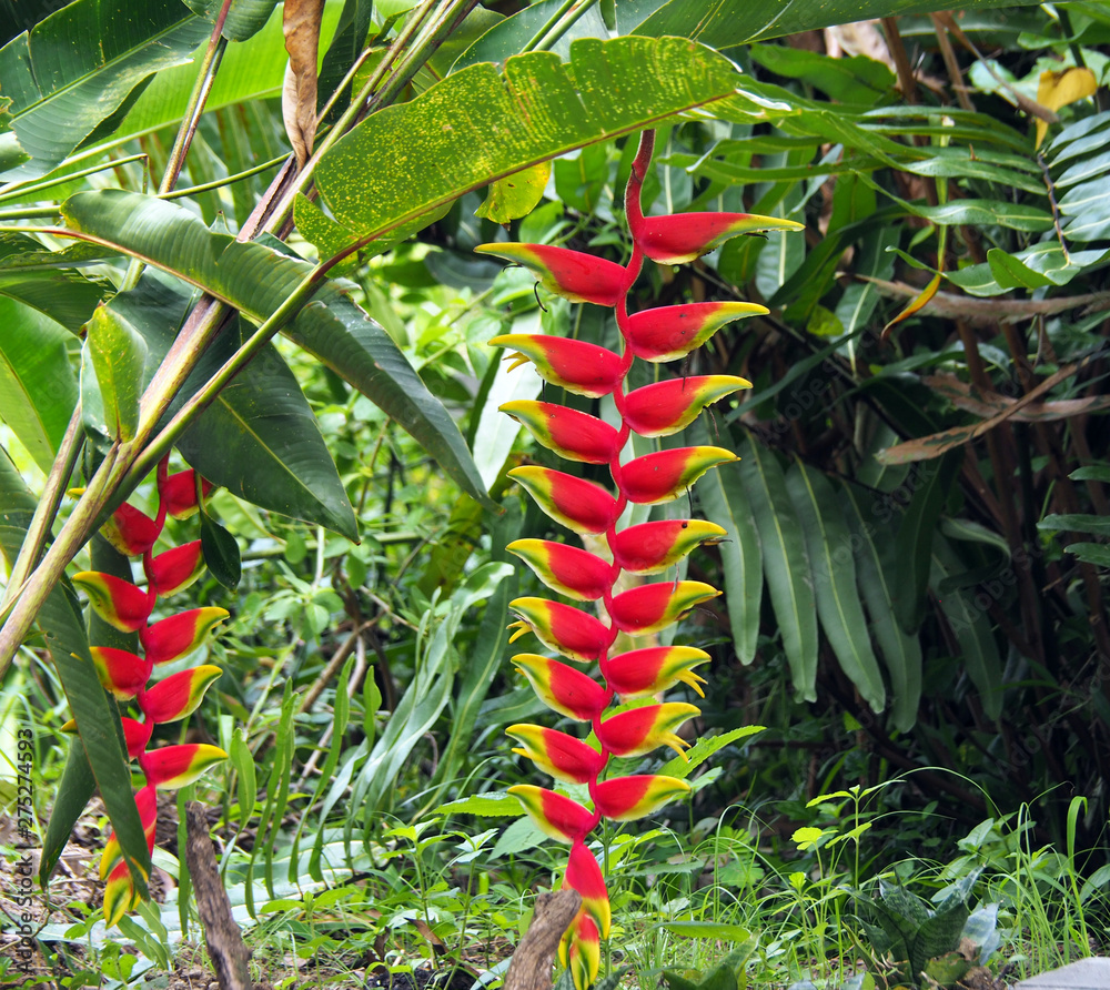 Wild red and yellow Palulu plants Heliconia flowers in tropical Suriname  South-America Stock Photo | Adobe Stock, image size:1000x892