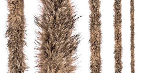 set of fur fox on an isolated white background. different sizes of fur belts for sewing.