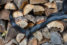 A Beautiful Black Rat Snake Curled Up On A Pile Of  Split Logs