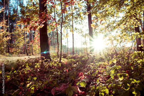 Foto-Lamellenvorhang - Forest - autumn colours and scenery in woodland (von lukasz_kochanek)