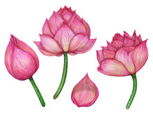 PINK LOTUS Flowers Isolated On White With CLIPPING PATH Made By Watercolor And Colored Pencil HAND DRAWN.