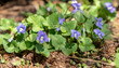 Delicate purple wildflowers. Common Blue Violet, Viola sororia sororia, is the state flower of Illinois