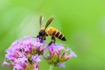 Closeup bee are looking for sweet water on flowers in the garden.