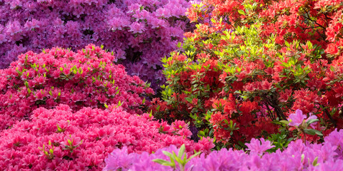 Wall Mural - Colorful azalea flowers background　色とりどりのツツジの花 背景