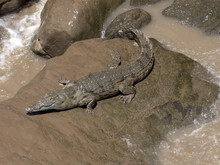 Nile Crocodile, Crocodylus Niloticus, Lies At Awash Falls, Ethiopia