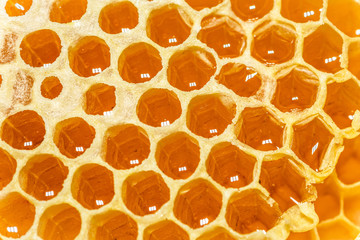 Natural honeycomb with fresh raw honey as healthy background