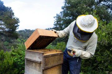 Beekeper at his work. Wooden honeycomb with bees and honey. Nature, insects. Sweet. Apiculture. Beeswax. Apiarist working. Beekeeping in nature. Bee farming in Spain. Ecology apiaring. 