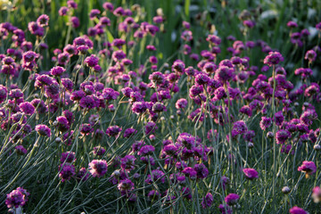  Lot of small violet flowers background