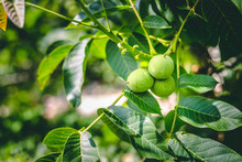 Walnuts In Green Shells On Branches With Bog Leaves On A Blurred Background – Unripe Healthy And Nutritious Nuts In The Bright Sun– New And Fresh Summer Fruits